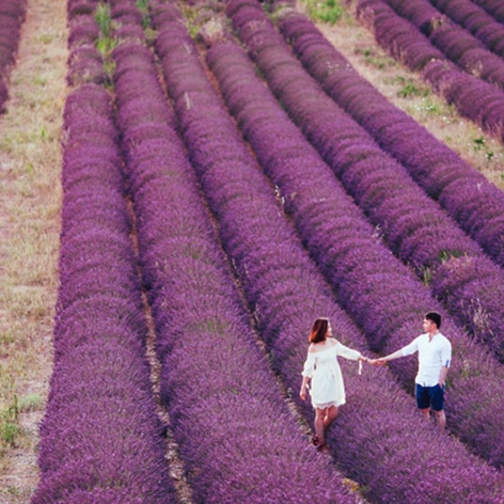 Bộ Ảnh Cưới Đẹp Như Tranh Giữa Bạt Ngạt Hoa Oải Hương                    