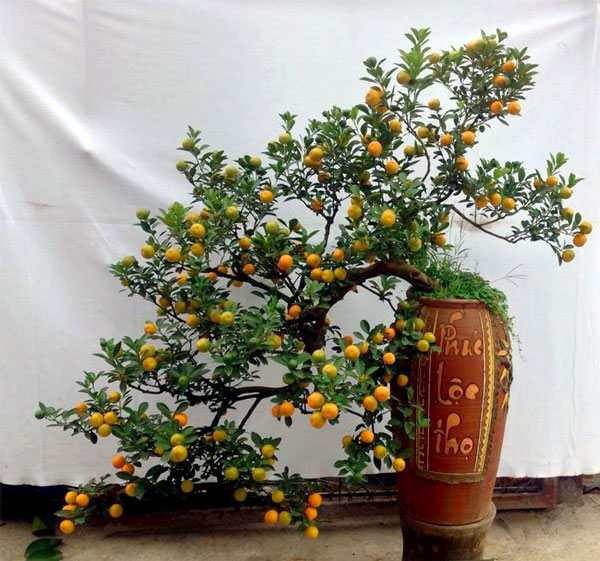 Trang trí Tết Nguyên Đán